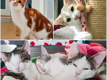 Snoezige kittens...