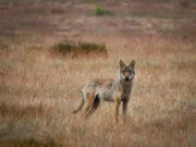 air 20230210 wolf veluwe pieter hidma