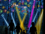 air 20230220 royal light festival vogels