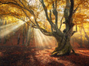 magical old tree. autumn forest in fog with sun rays