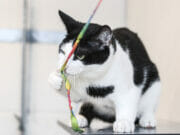 air 20230914 dier van de week bell 1151578 4 foto dierenasiel