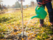 serious little hardworking girl watered a planted tree from