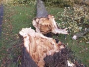 air 20231103 stormschade michiel bruins gemeente apeldoorn