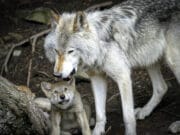 air 20240307 wolf mt