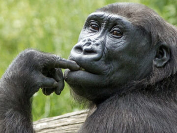 air_20240528_gorilla_apenheul.jpg