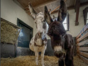 air_20250422_ezels-geboren_01_kinderboerderij-laag-buurlo