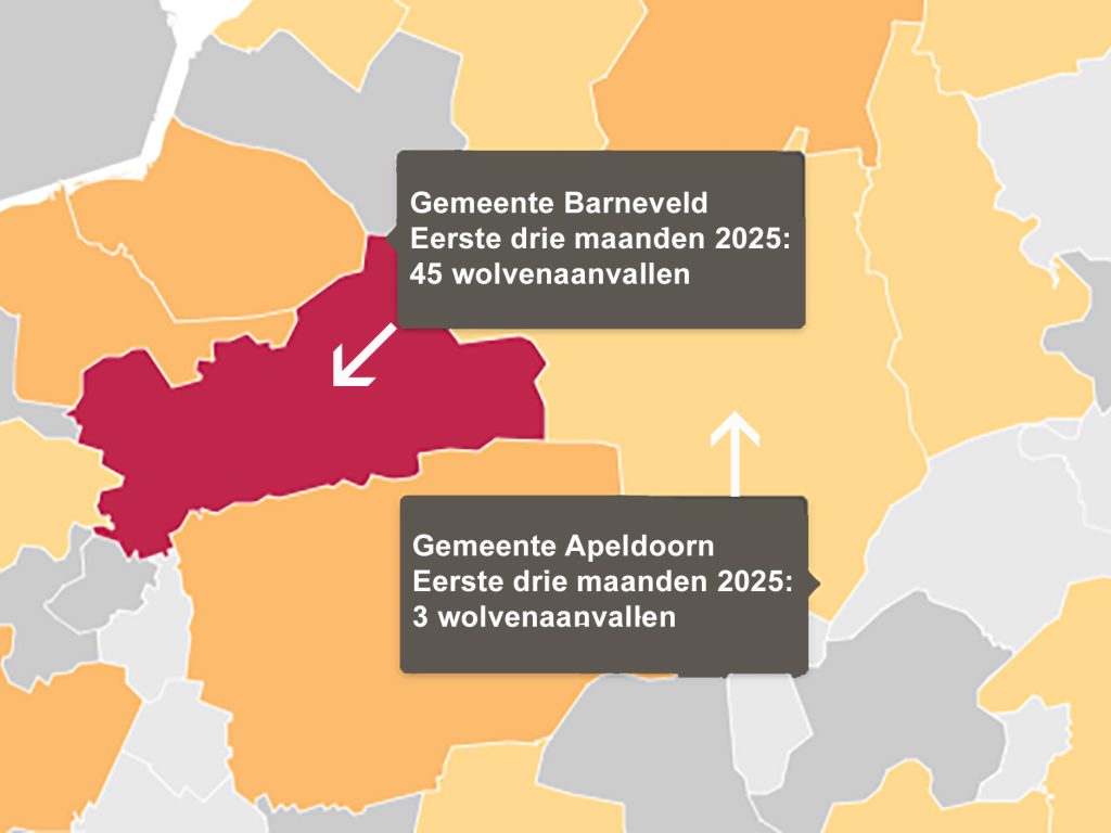 air 20250527 wolvenaanvallen in getallen bij12