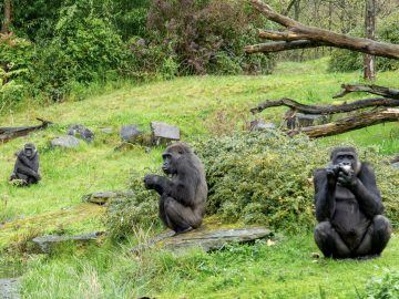 air_20250620_gorillas_apeldheul-apeldoorn