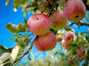 air 20250630 appelboom bozhin