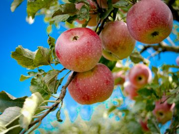 air 20250630 appelboom bozhin