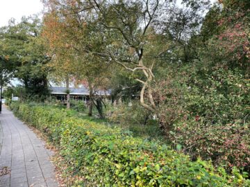 theehuis westenenkerpark